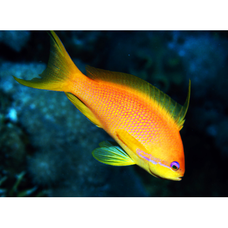 Pseudanthias Squamipinnis