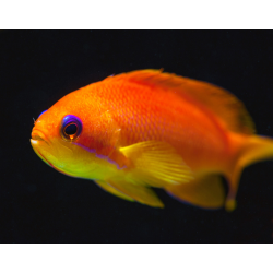 Pseudanthias Squamipinnis