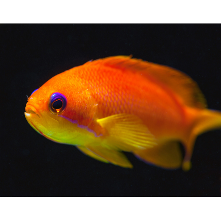 Pseudanthias Squamipinnis