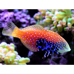 Macropharyngodon Bipartitus
