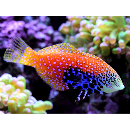 Macropharyngodon Bipartitus