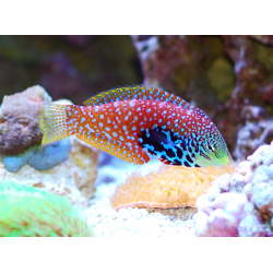 Macropharyngodon Bipartitus