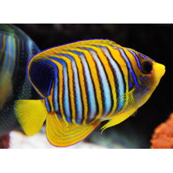 Pygoplites Diacanthus