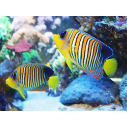 Pygoplites Diacanthus