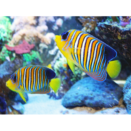 Pygoplites Diacanthus