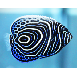 Pomacanthus Imperator - Livrea: Giovane