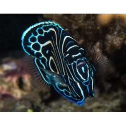 Pomacanthus Imperator T. B.- Livrea: Giovane
