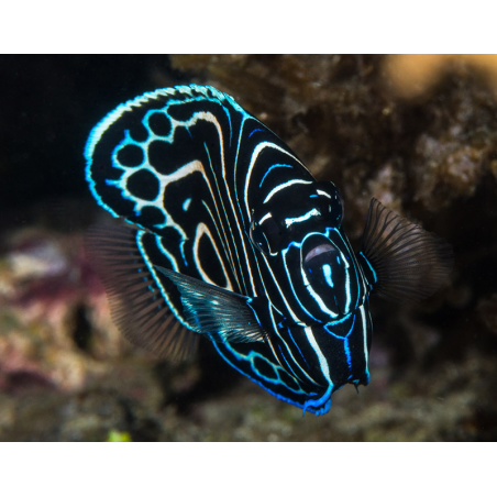 Pomacanthus Imperator T. B.- Livrea: Giovane