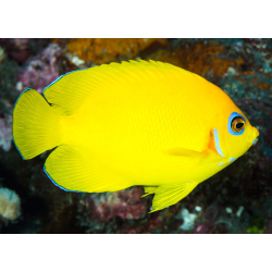 Centropyge Flavissima