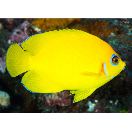 Centropyge Flavissima
