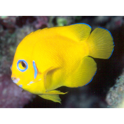 Centropyge Flavissima