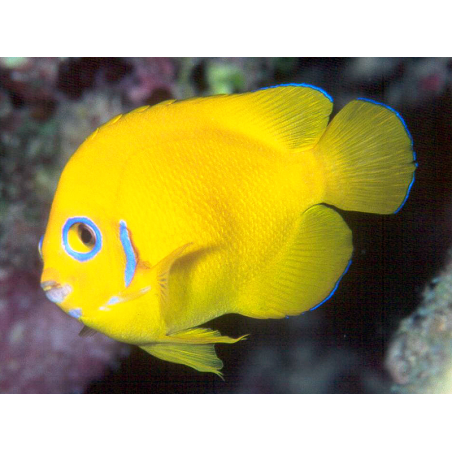 Centropyge Flavissima