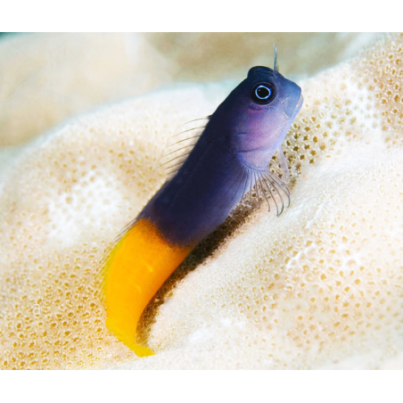 Ecsenius Bicolor