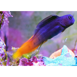 Ecsenius Bicolor