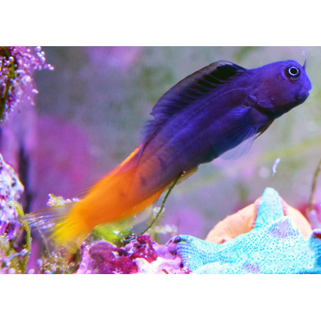 Ecsenius Bicolor