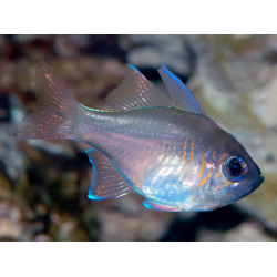 Apogon Leptacanthus