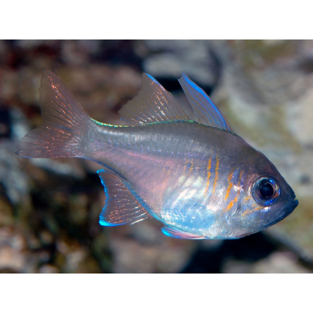 Apogon Leptacanthus