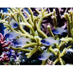 Apogon Leptacanthus