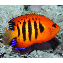 Centropyge Loriculus