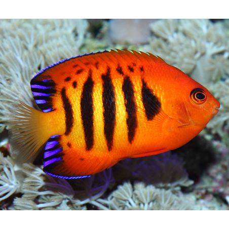 Centropyge Loriculus