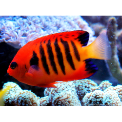 Centropyge Loriculus