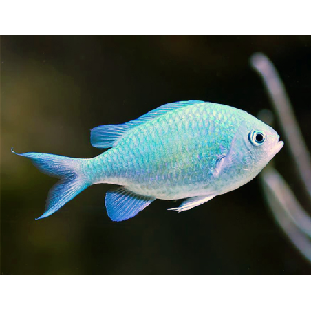 Chromis Viridis