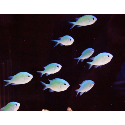 Chromis Viridis
