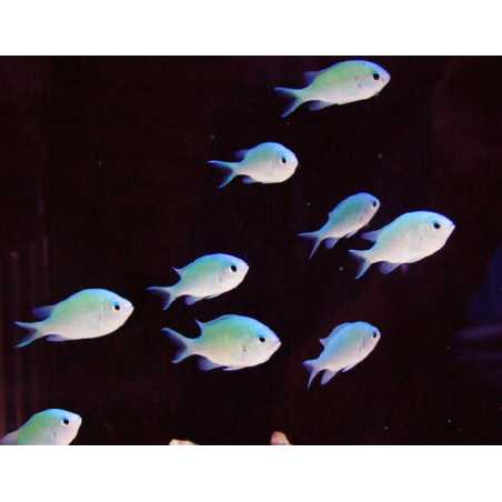 Chromis Viridis