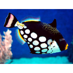Balistoides Conspicillum