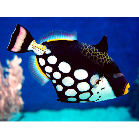 Balistoides Conspicillum