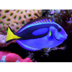 Paracanthurus Hepatus