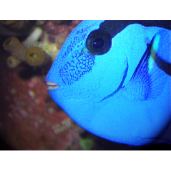 Paracanthurus Hepatus