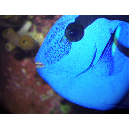Paracanthurus Hepatus