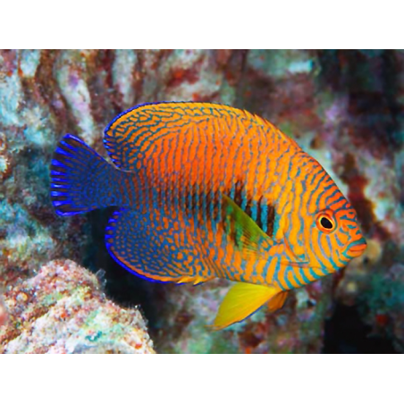 Centropyge Potteri