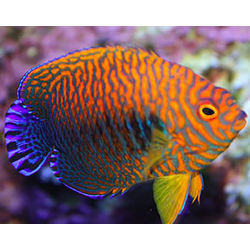 Centropyge Potteri