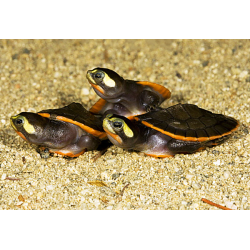 Emydura Subglobosa