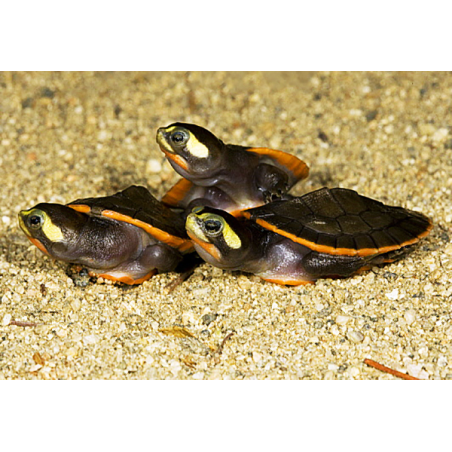 Emydura Subglobosa