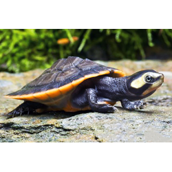 Emydura Subglobosa