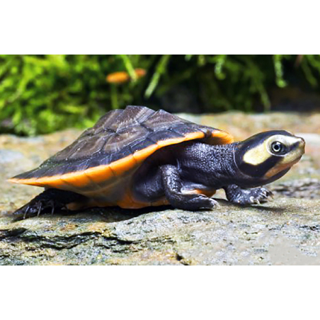 Emydura Subglobosa