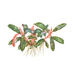 Bucephalandra sp. 'Red'