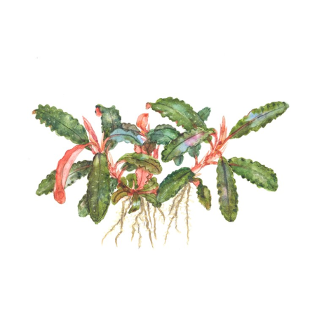 Bucephalandra sp. 'Red'