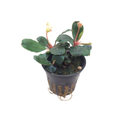 Bucephalandra sp. 'Red'