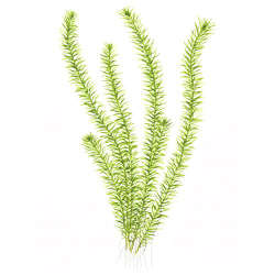 Mayaca Fluviatilis