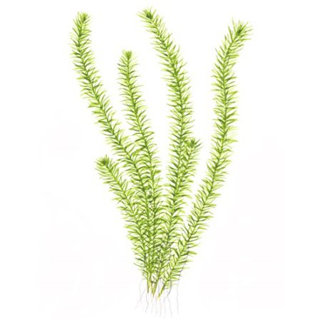 Mayaca Fluviatilis