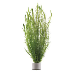 Mayaca Fluviatilis