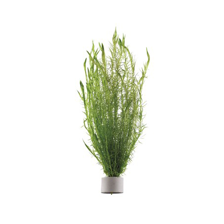 Mayaca Fluviatilis