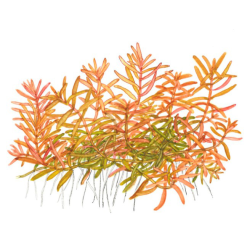 Rotala 'Vietnam H'ra'