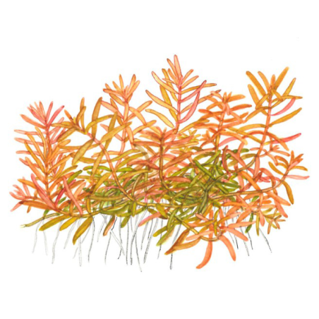 Rotala 'Vietnam H'ra'