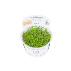Rotala 'Vietnam H'ra'
