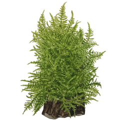 Taxiphyllum 'Taiwan Moss'